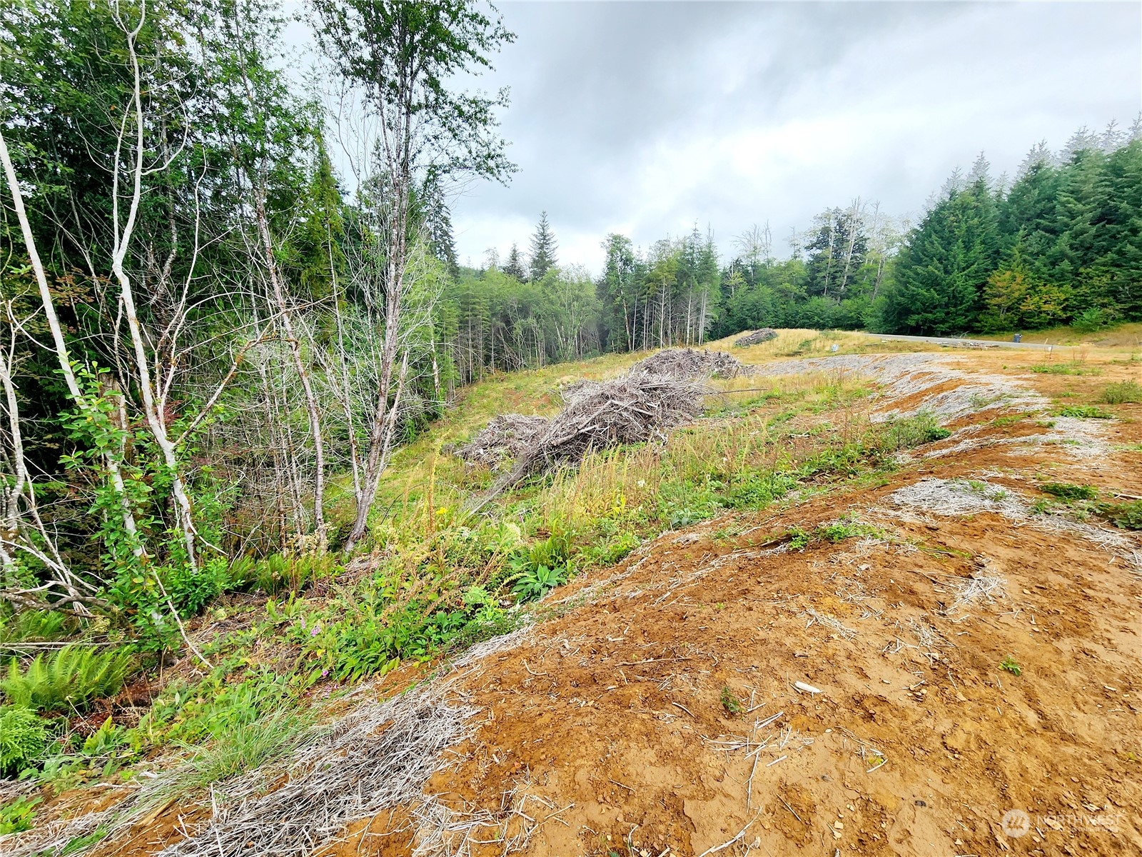 255 Arrowhead Drive Elma, WA 98541 - Photo 7 of 20 a view of a yard with trees
