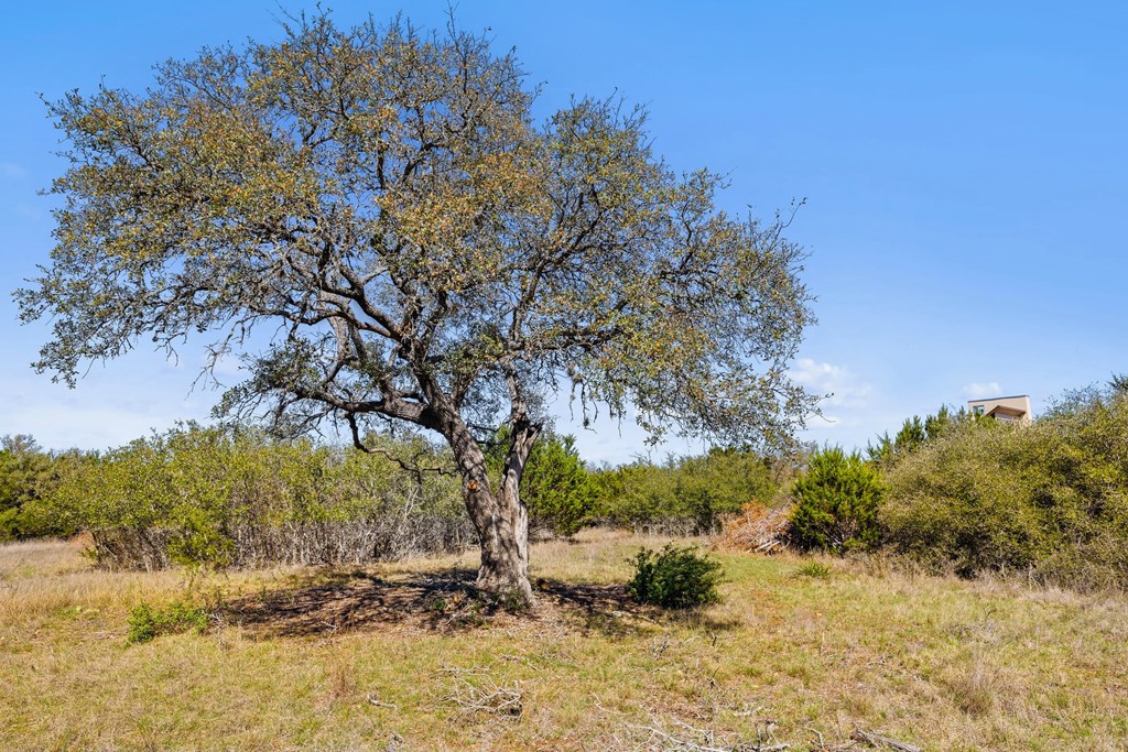 207 North Calvin Barrett, Unit 220 Blanco, TX 78606 - Photo 7 of 18 a view of a yard with a tree