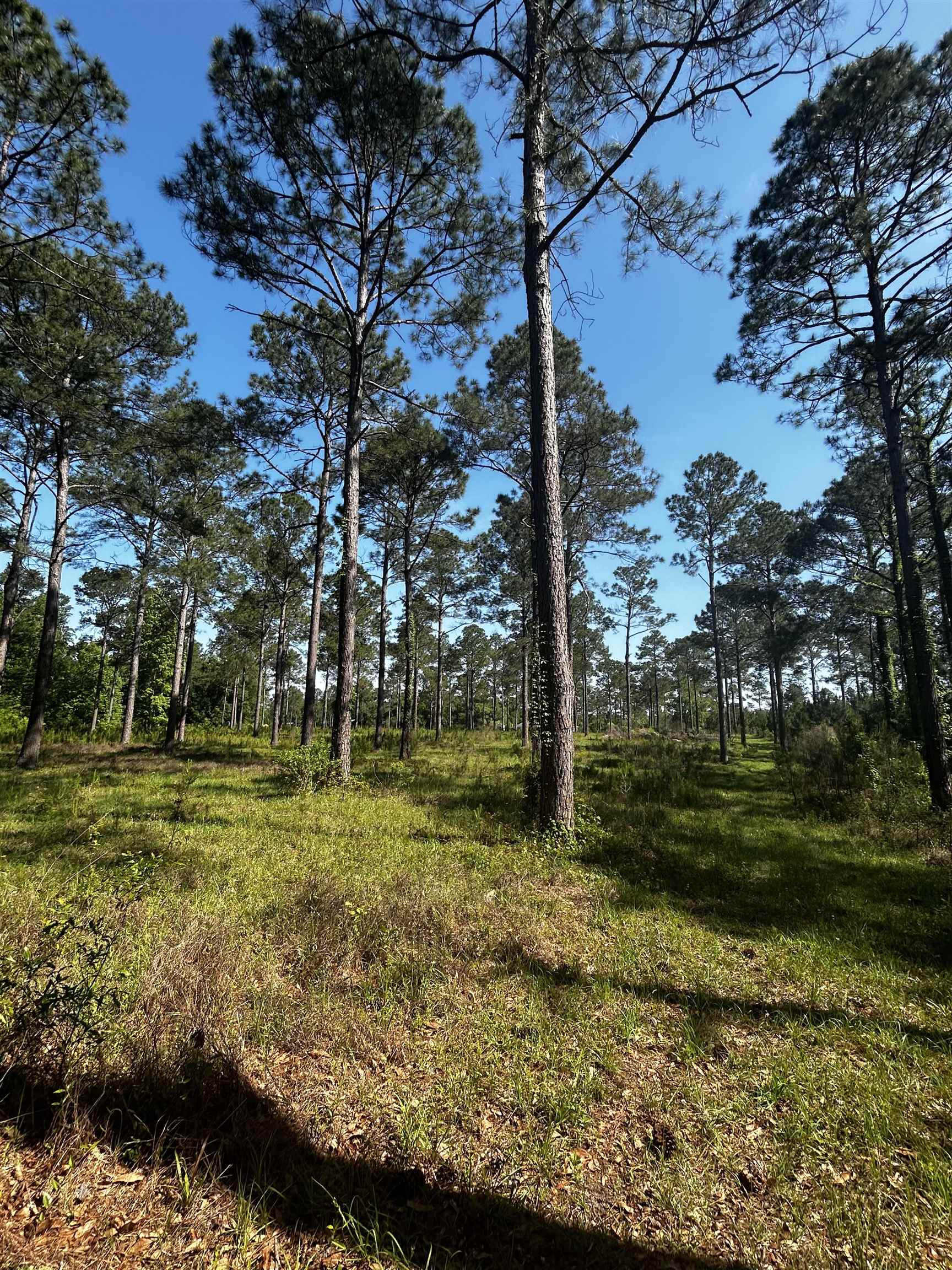 0 Turkey Roost Road Tallahassee, FL 32317 - Photo 11 of 13 Gallery Image 11