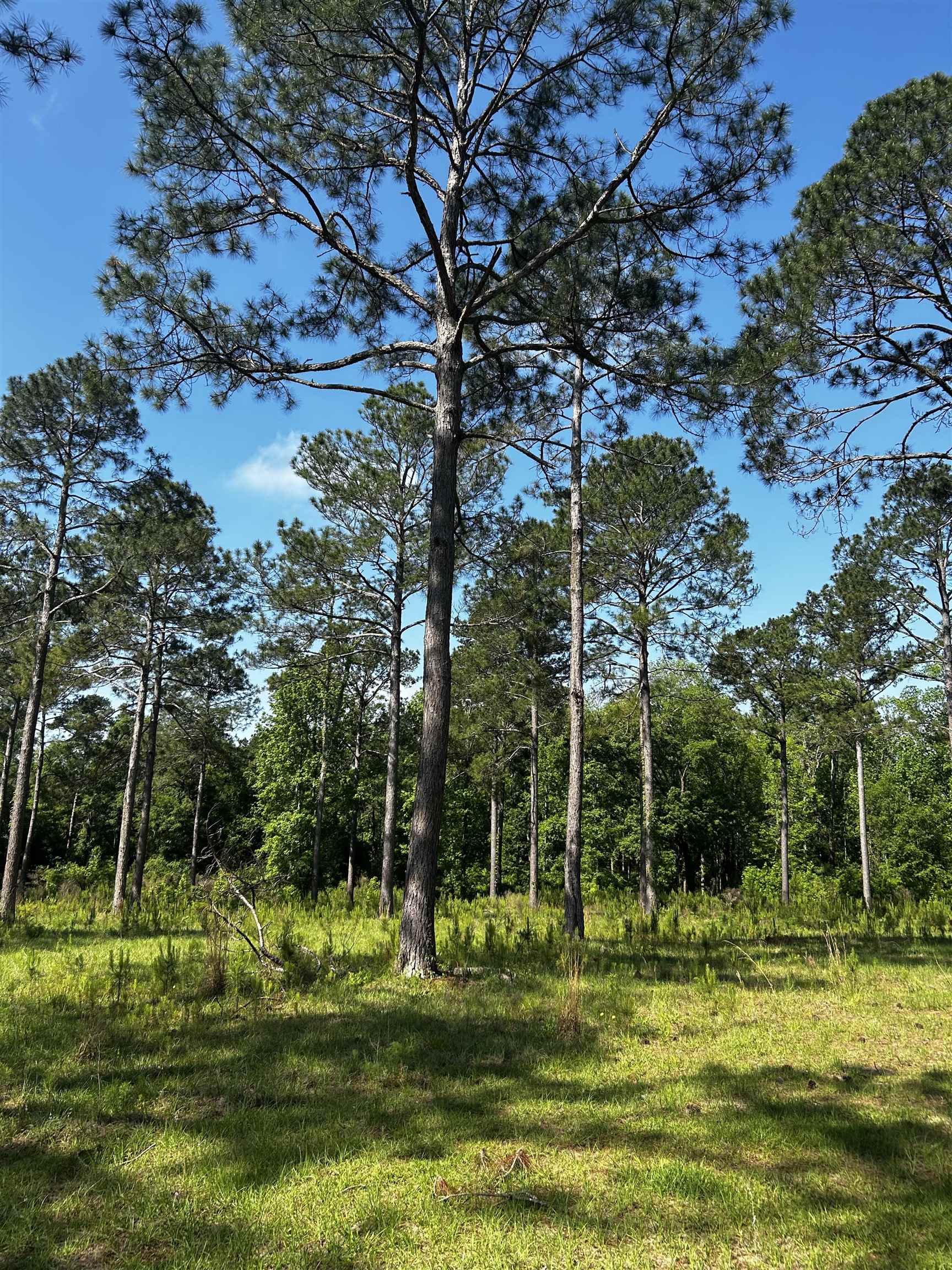 0 Turkey Roost Road Tallahassee, FL 32317 - Photo 5 of 13 Gallery Image 5