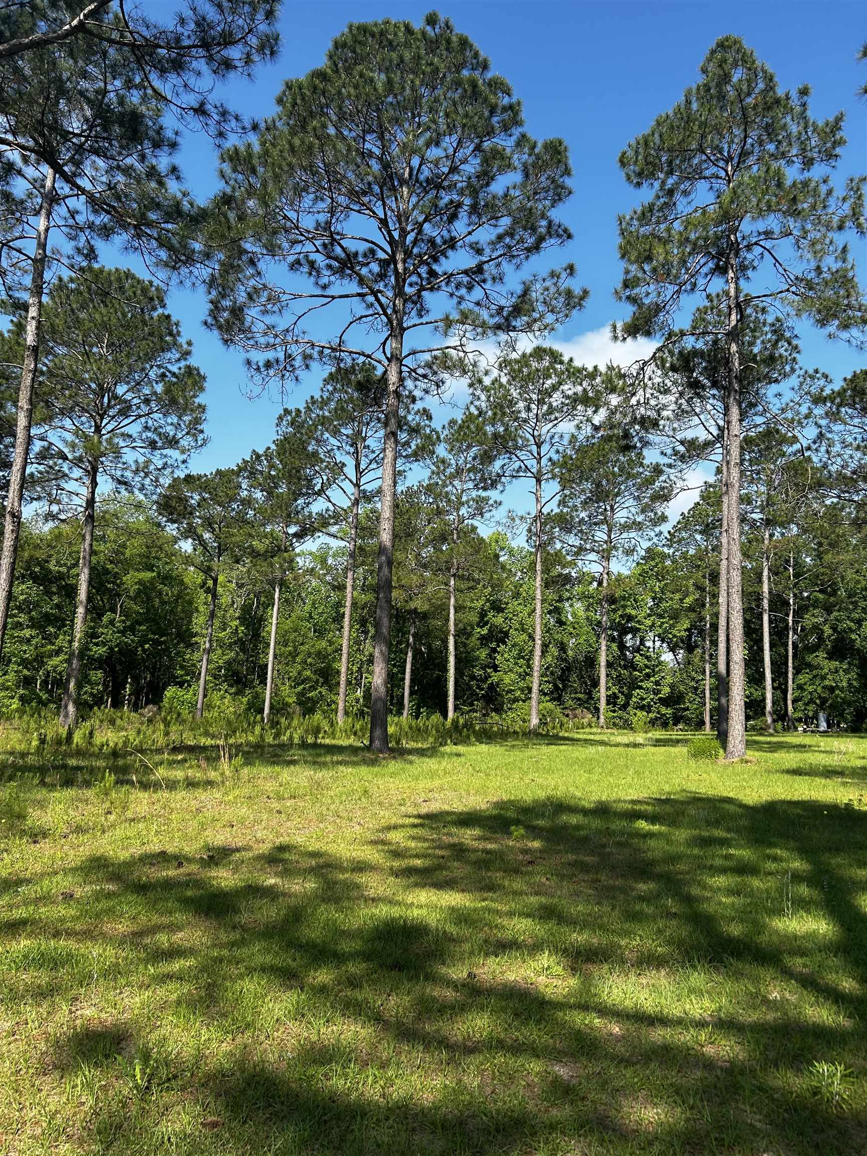0 Turkey Roost Road Tallahassee, FL 32317 - Photo 6 of 13 Gallery Image 6
