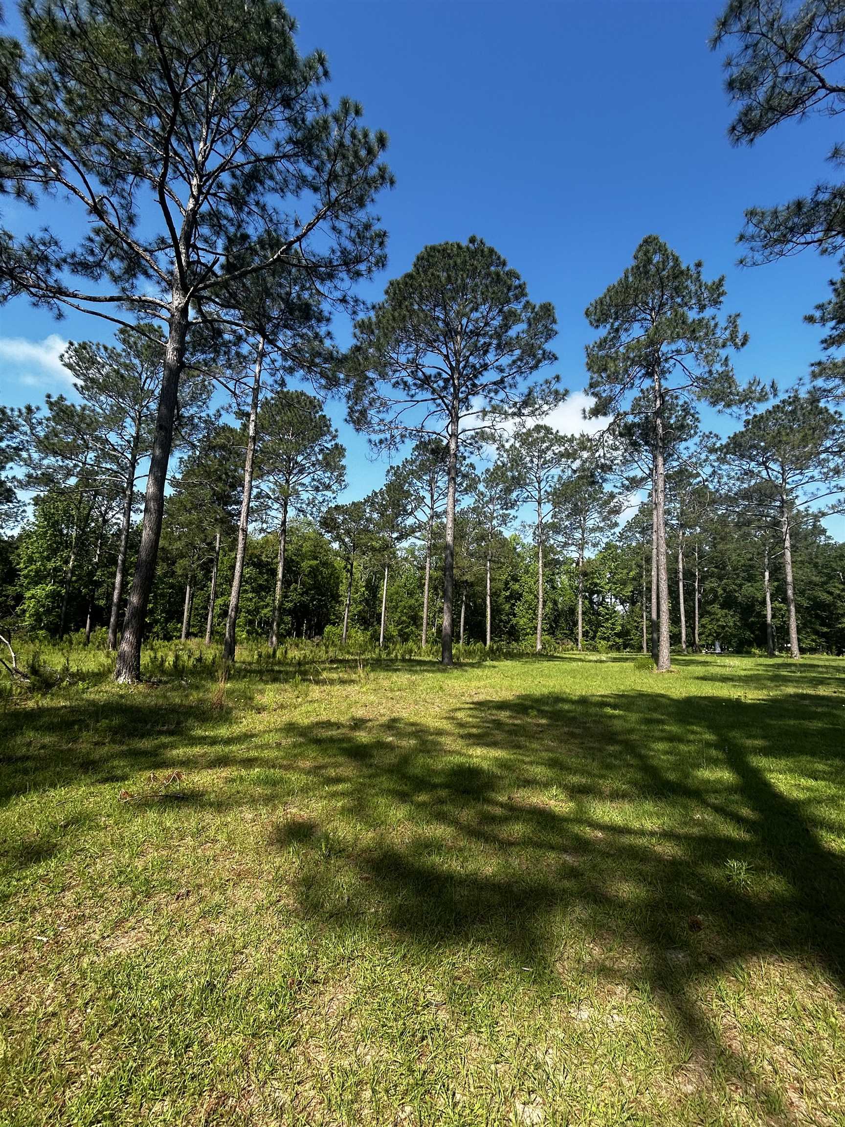 0 Turkey Roost Road Tallahassee, FL 32317 - Photo 7 of 13 Gallery Image 7