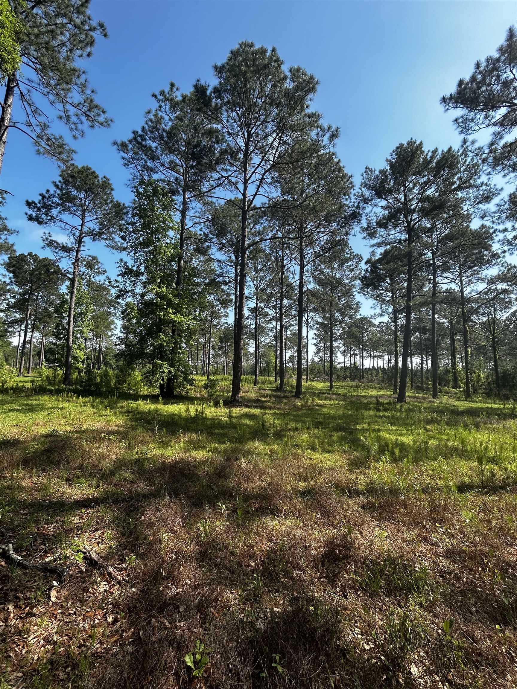 0 Turkey Roost Road Tallahassee, FL 32317 - Photo 8 of 13 Gallery Image 8
