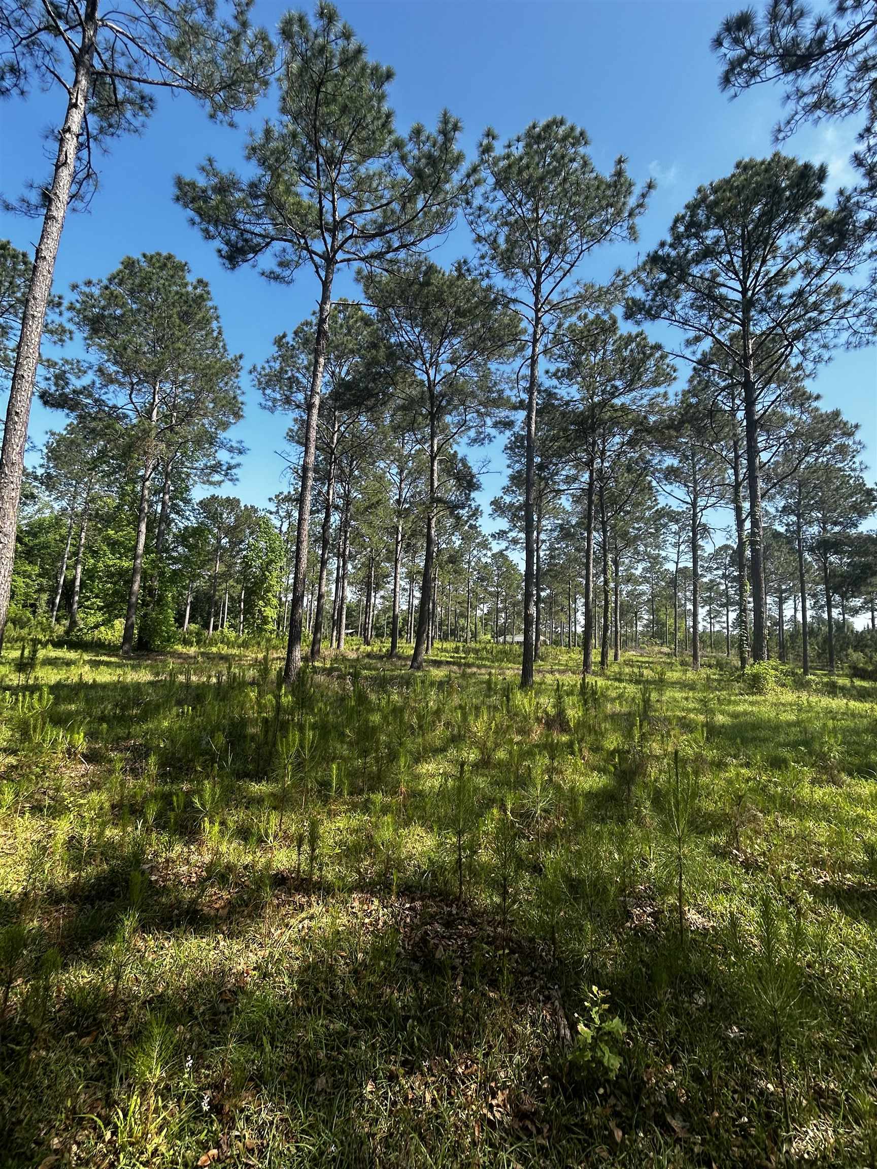 0 Turkey Roost Road Tallahassee, FL 32317 - Photo 9 of 13 Gallery Image 9