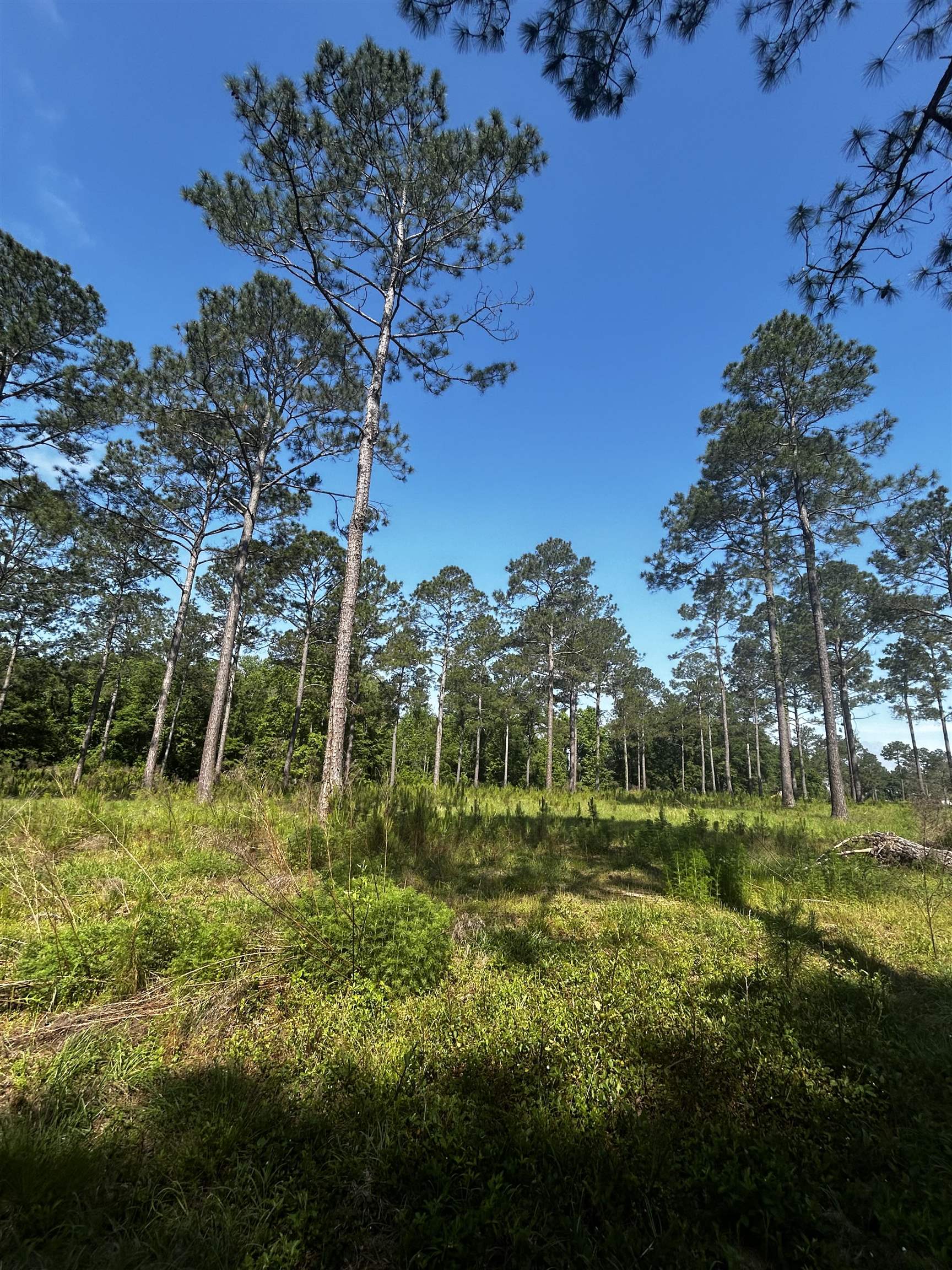 0 Turkey Roost Road Tallahassee, FL 32317 - Photo 10 of 13 Gallery Image 10
