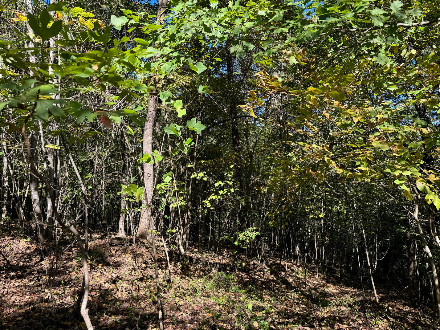 Lot 3 Narrows Road Boones Mill, VA 24065 - Photo 5 of 6 IMG_1611