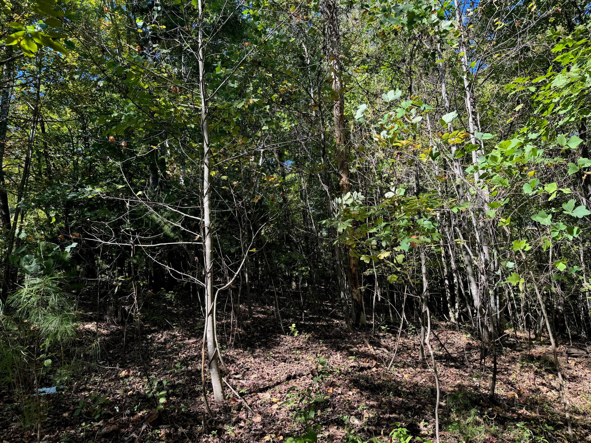 Lot 3 Narrows Road Boones Mill, VA 24065 - Photo 6 of 6 IMG_1612