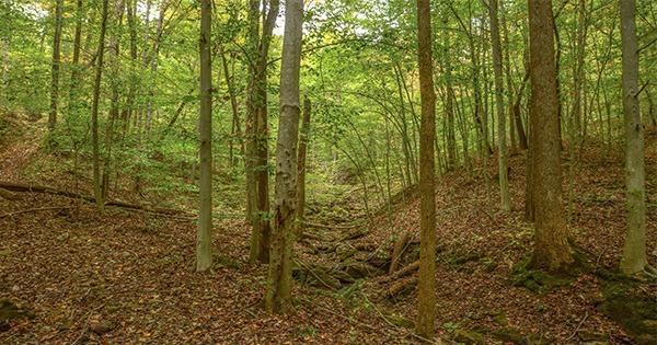 1 Anderson Branch Road Stanton, KY 40380 - Photo 8 of 27 Photo 8