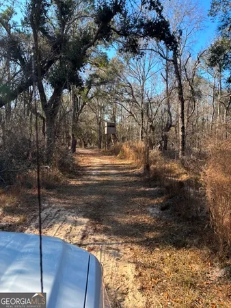 a view of tall trees and outdoor space
