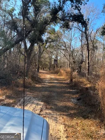 a view of a yard with large trees