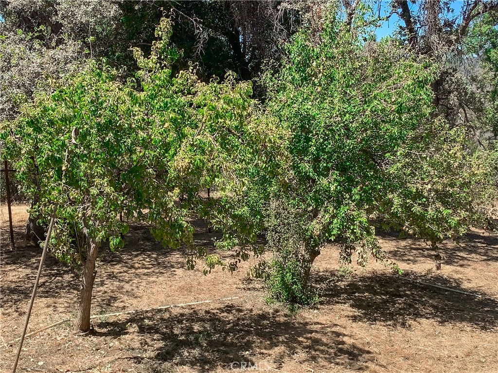 5857 Allred Road Mariposa, CA 95338 - Photo 51 of 62 a view of a forest filled with trees