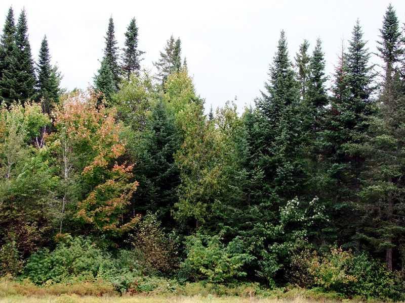 331 South Hemore Road Houlton, ME 04730 - Photo 10 of 35 Land.