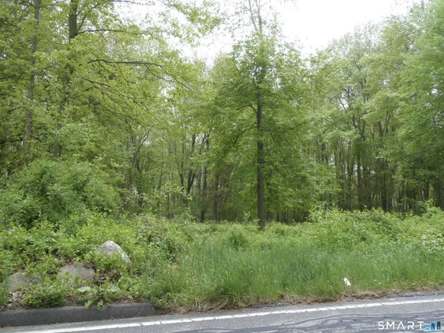 a view of a lush green forest