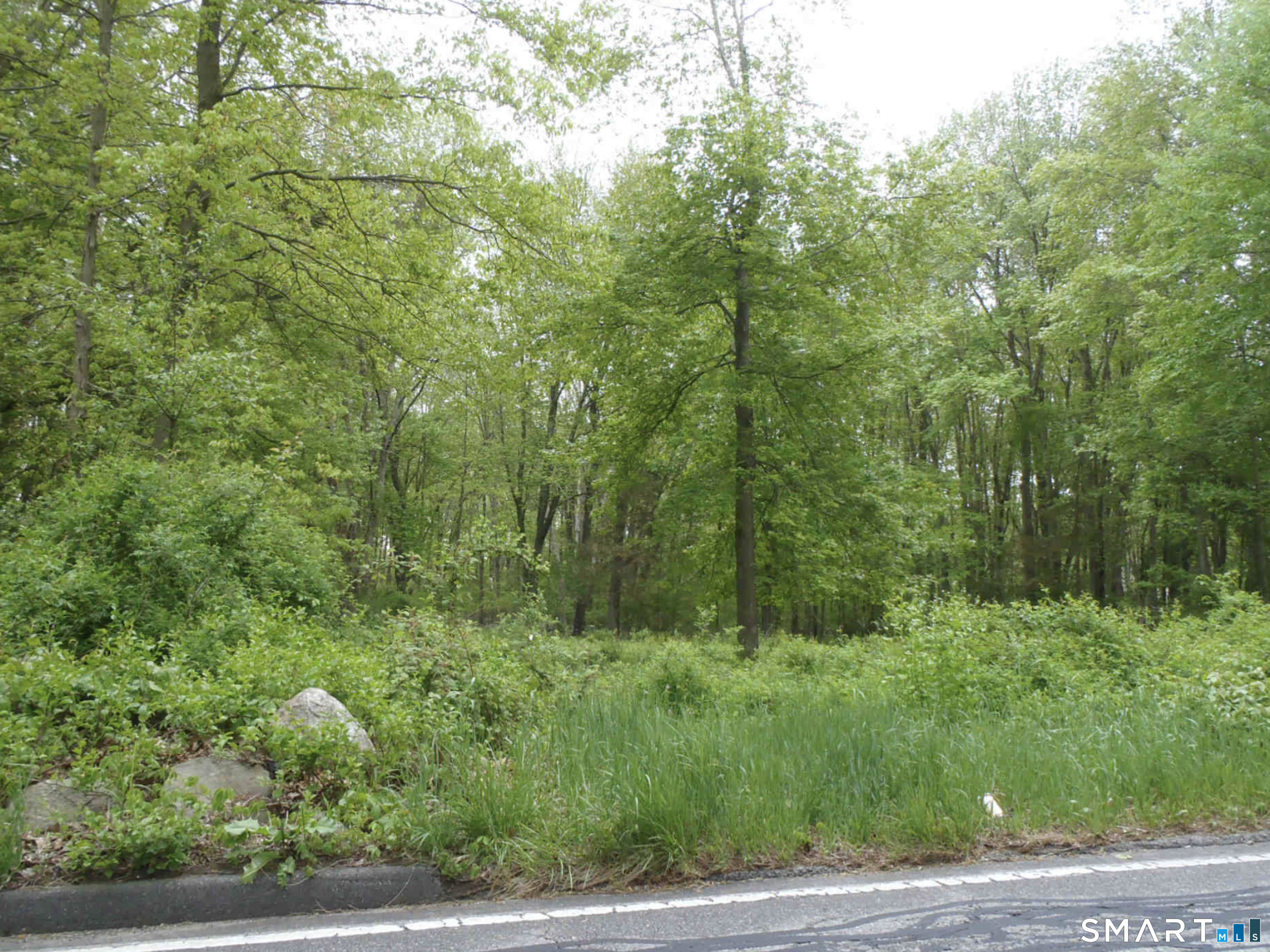 a view of a lush green forest