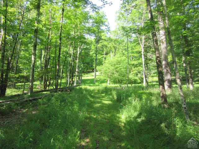 a view of a park with a tree