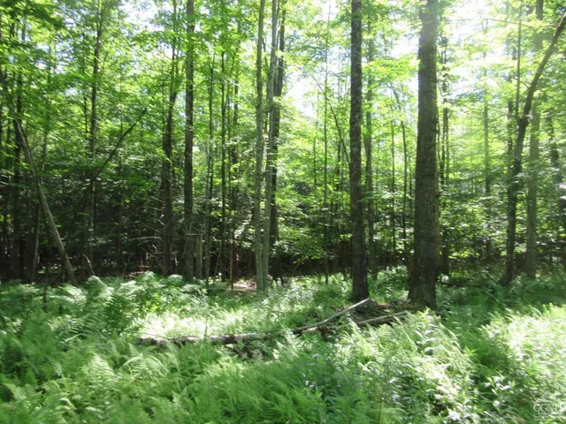 a view of yard with green space