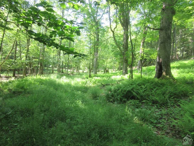 a lush green forest with lots of trees