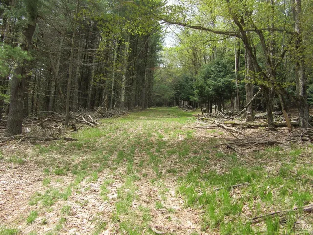 a view of a lush green forest