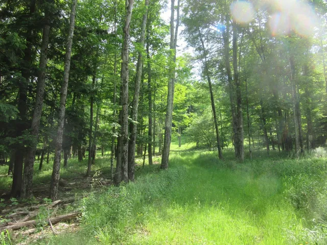 a view of outdoor space with green space