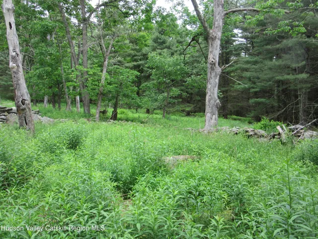 a view of lush green forest