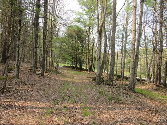 a view of lush green forest