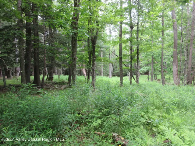 a view of a lush green forest