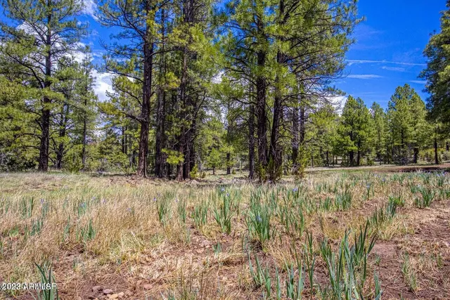 a view of outdoor space with trees