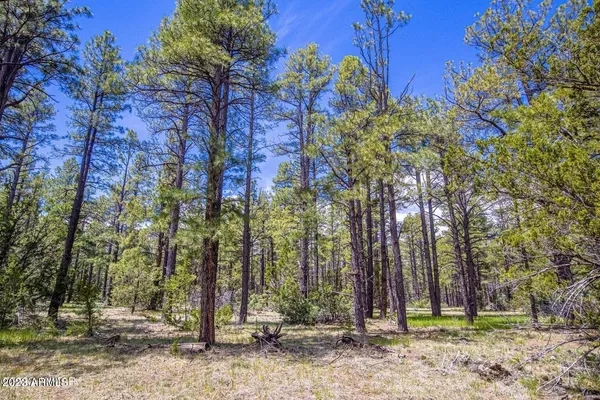a view of a forest from a balcony