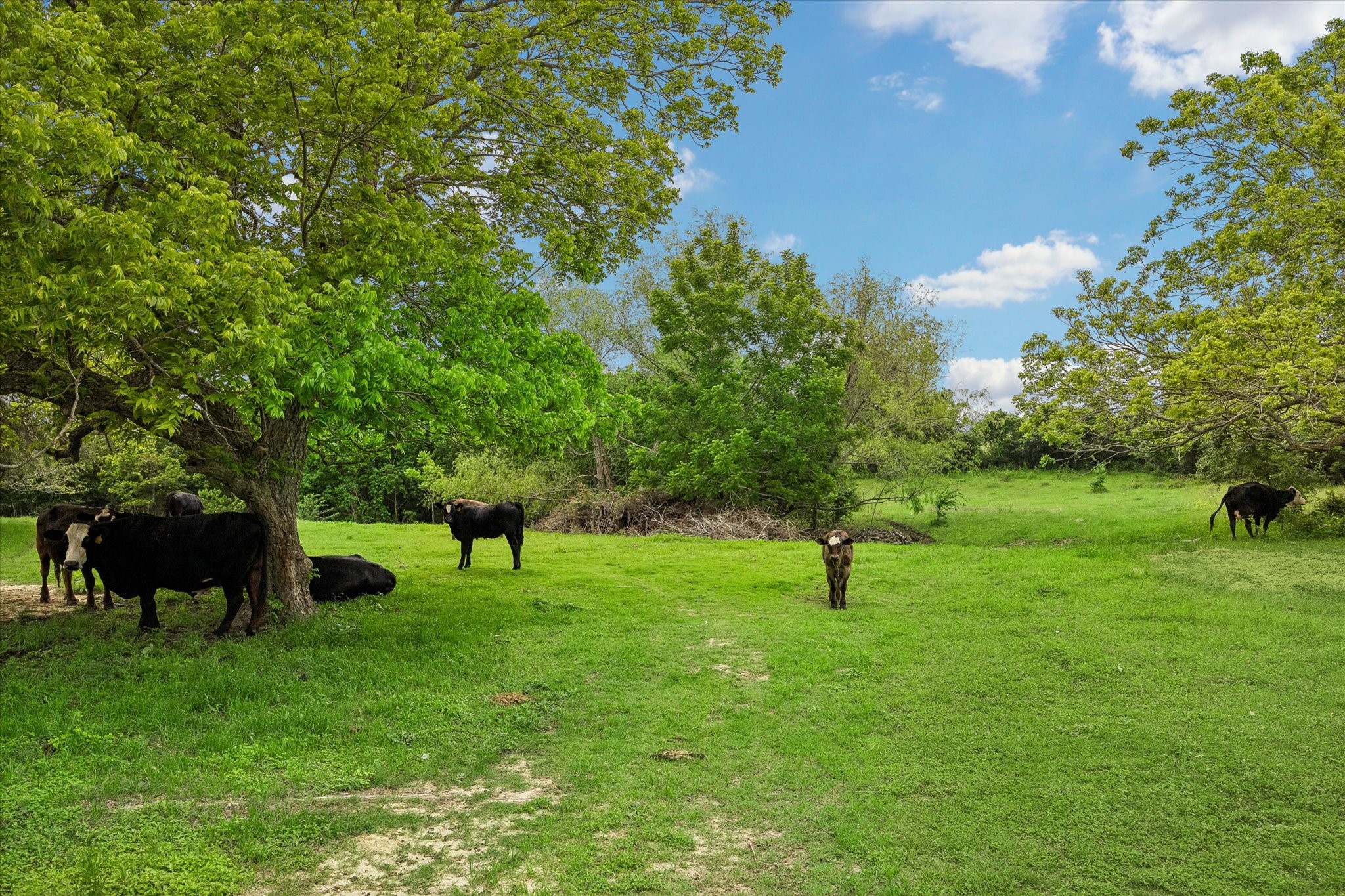 4754 Wickel Road Burton, TX 77835 - Photo 13 of 23 a green field with lots of trees