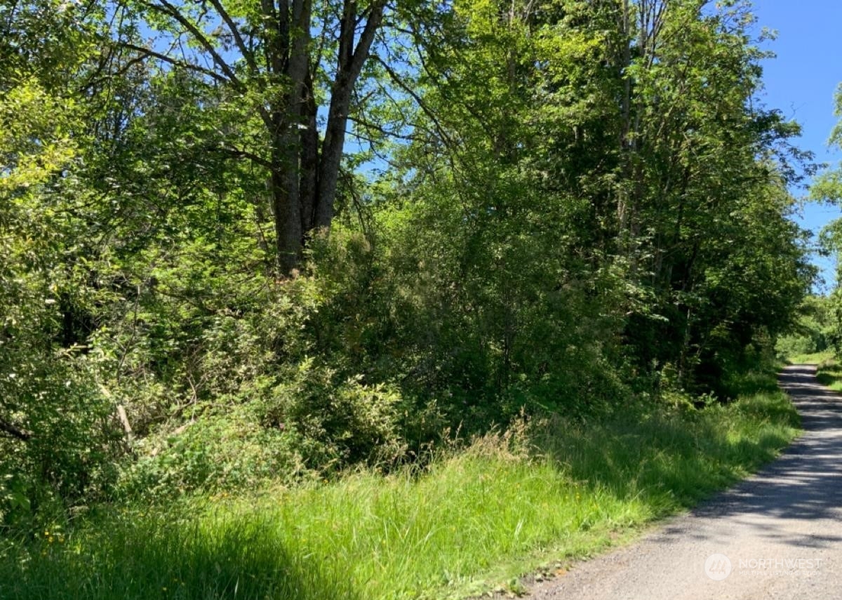 3951 Holtzheimer Trail Road Custer, WA 98240 - Photo 4 of 5 a view of a lush green forest