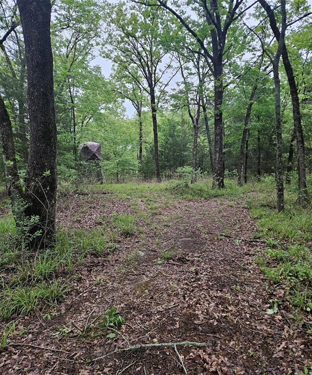 1-private 1-private 5401st Road Malakoff, TX 75148 - Photo 2 of 6 a view of a forest filled with trees