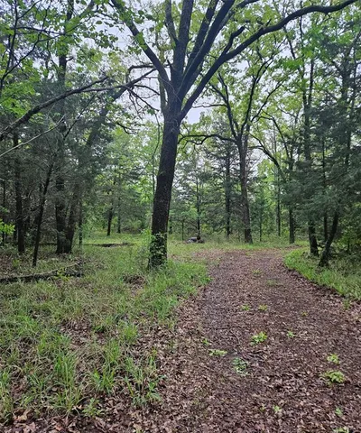 a view of some trees in the forest