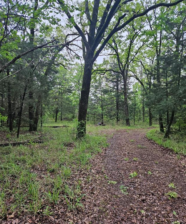 1-private 1-private 5401st Road Malakoff, TX 75148 - Photo 3 of 6 a view of some trees in the forest