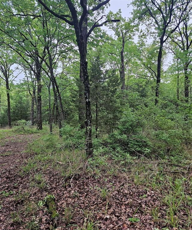 1-private 1-private 5401st Road Malakoff, TX 75148 - Photo 5 of 6 a view of a lush green forest