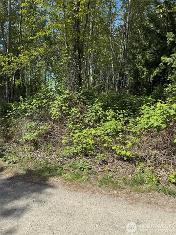 a view of a yard with plants and trees