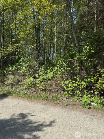 a close up of a plant in a garden