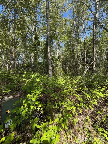 a view of a lush green forest