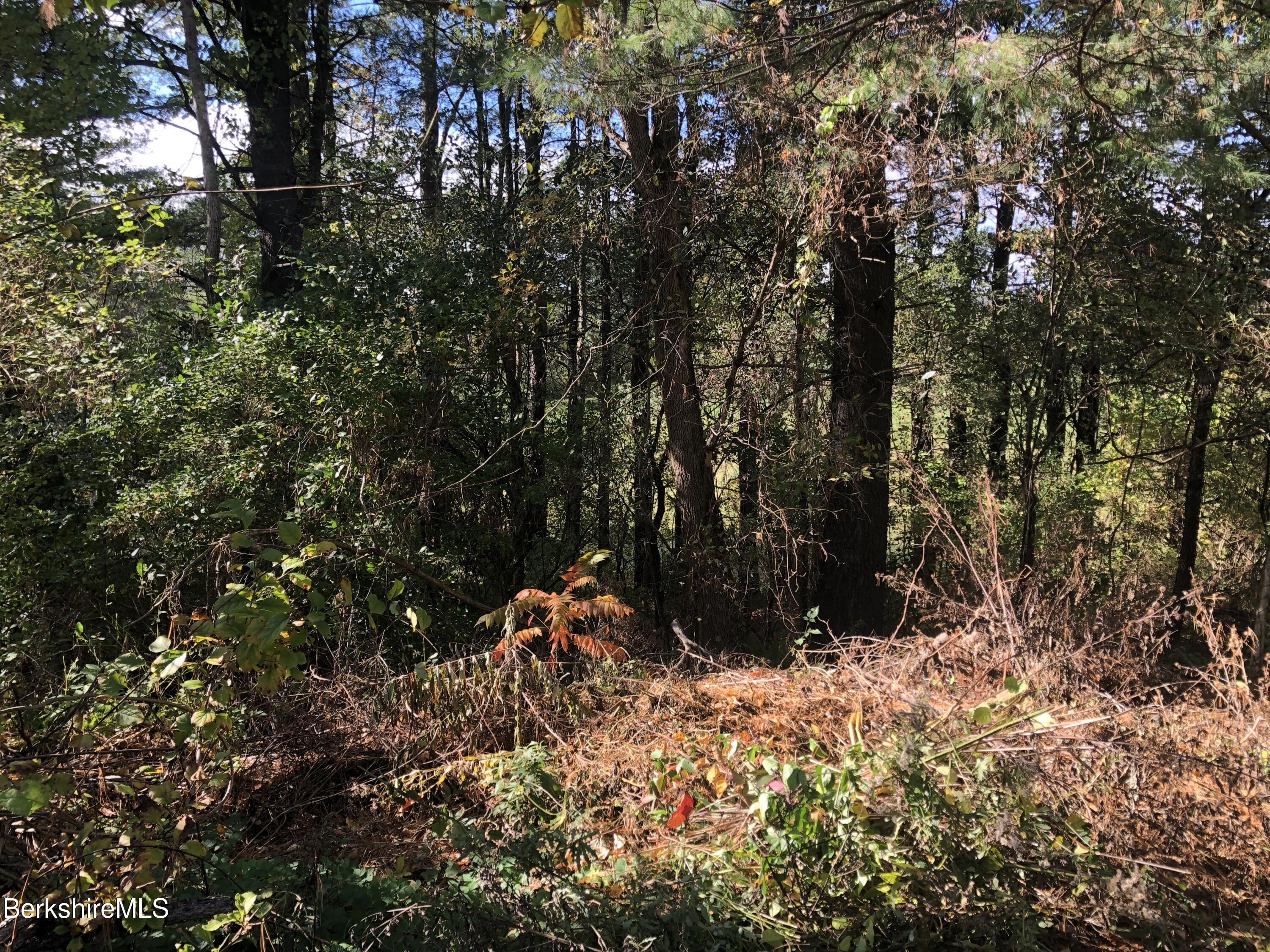 36 Tamarack Road Pittsfield, MA 01201 - Photo 27 of 64 View of Back of Wooded Lot
