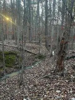 a view of a yard with lots of plants and trees