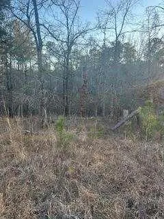 a view of a forest with trees in the background