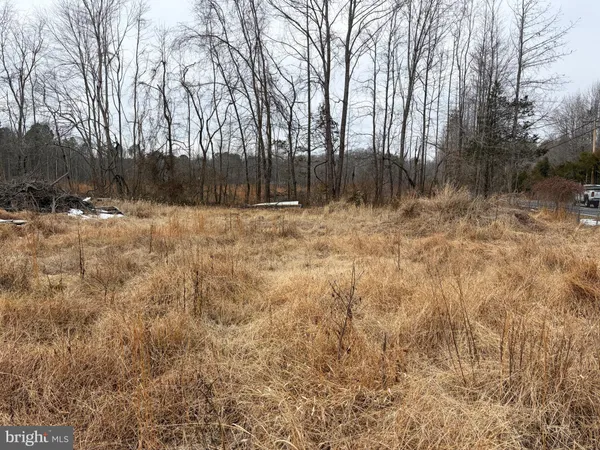 a view of a yard with trees