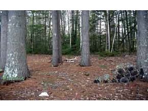 593 Forest Road Wolfeboro, NH 03894 - Photo 5 of 5 Gallery Image 5