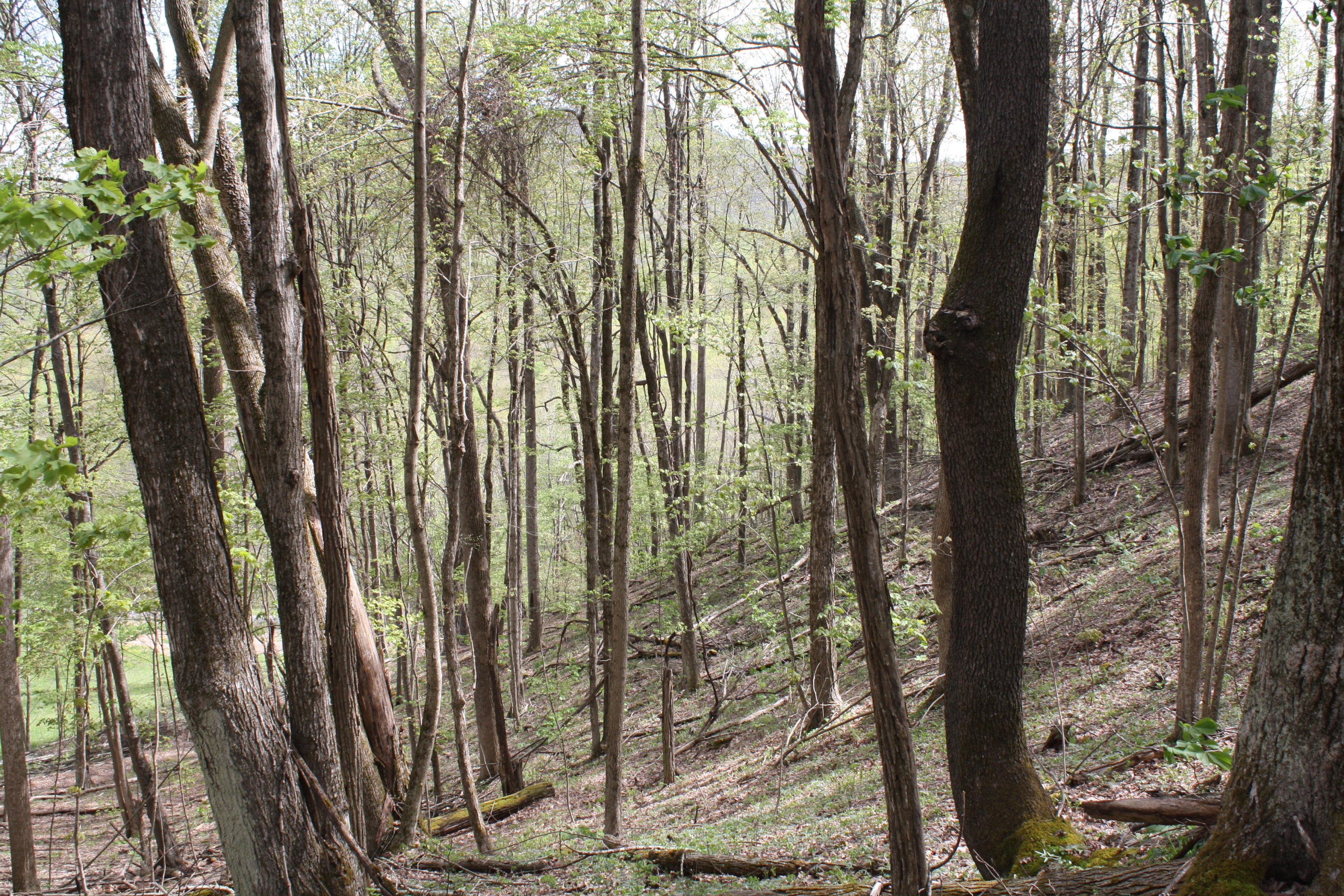 1161 Plumley Mountain Road Sandstone, WV 25985 - Photo 119 of 138 Gallery Image 119