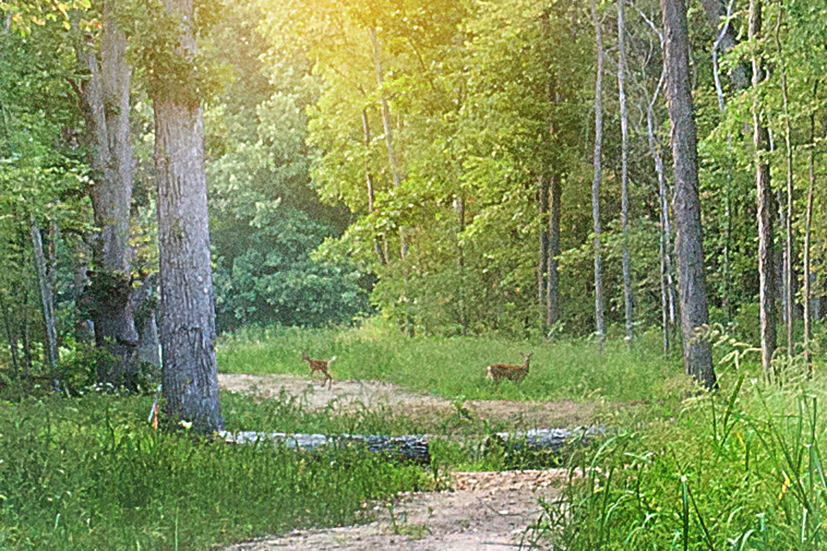 3975 166th Lane Lowell, IN 46356 - Photo 5 of 5