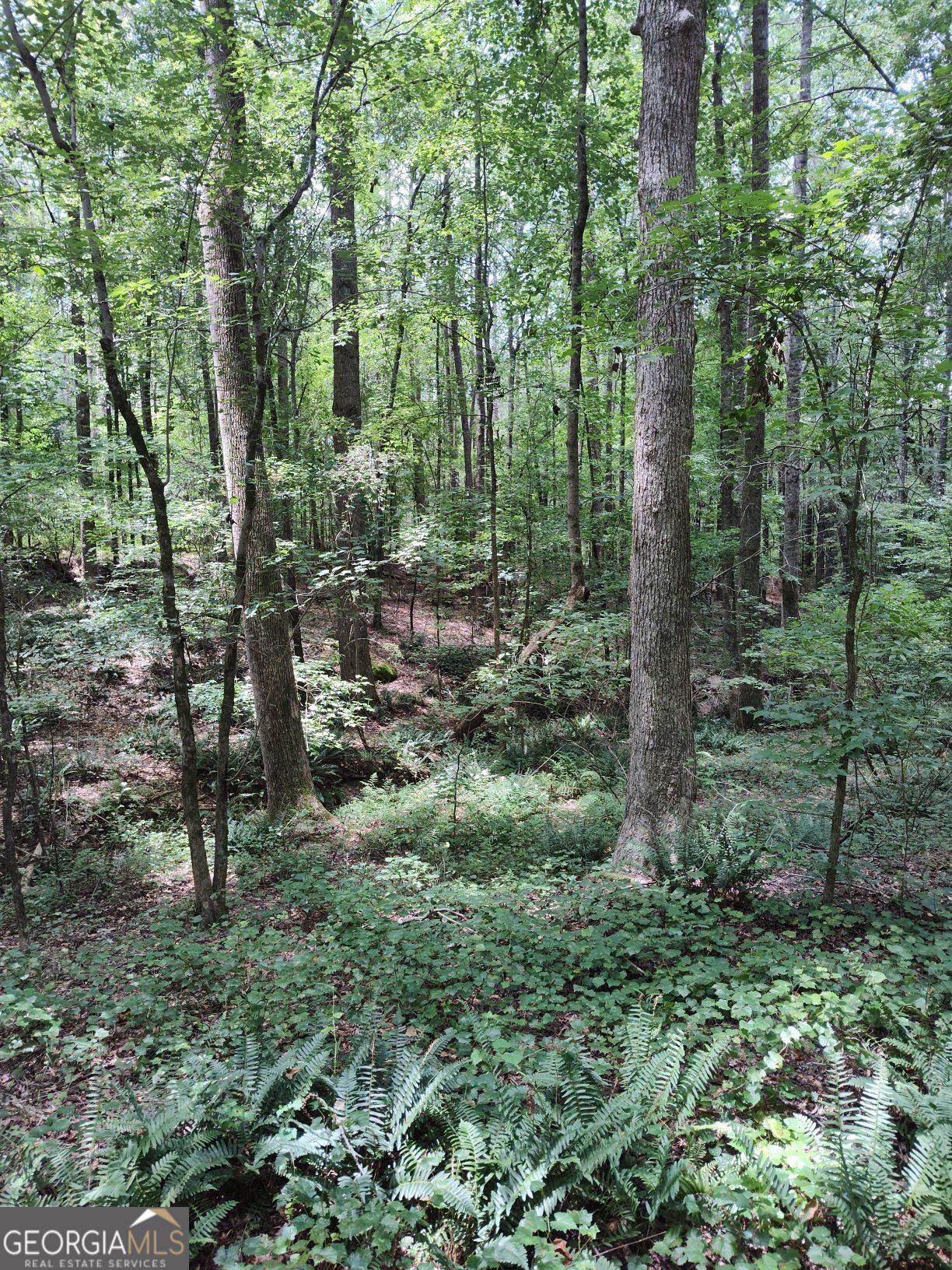 2211 Indian Hill Road Elberton, GA 30635 - Photo 11 of 23 a view of a forest that has large trees