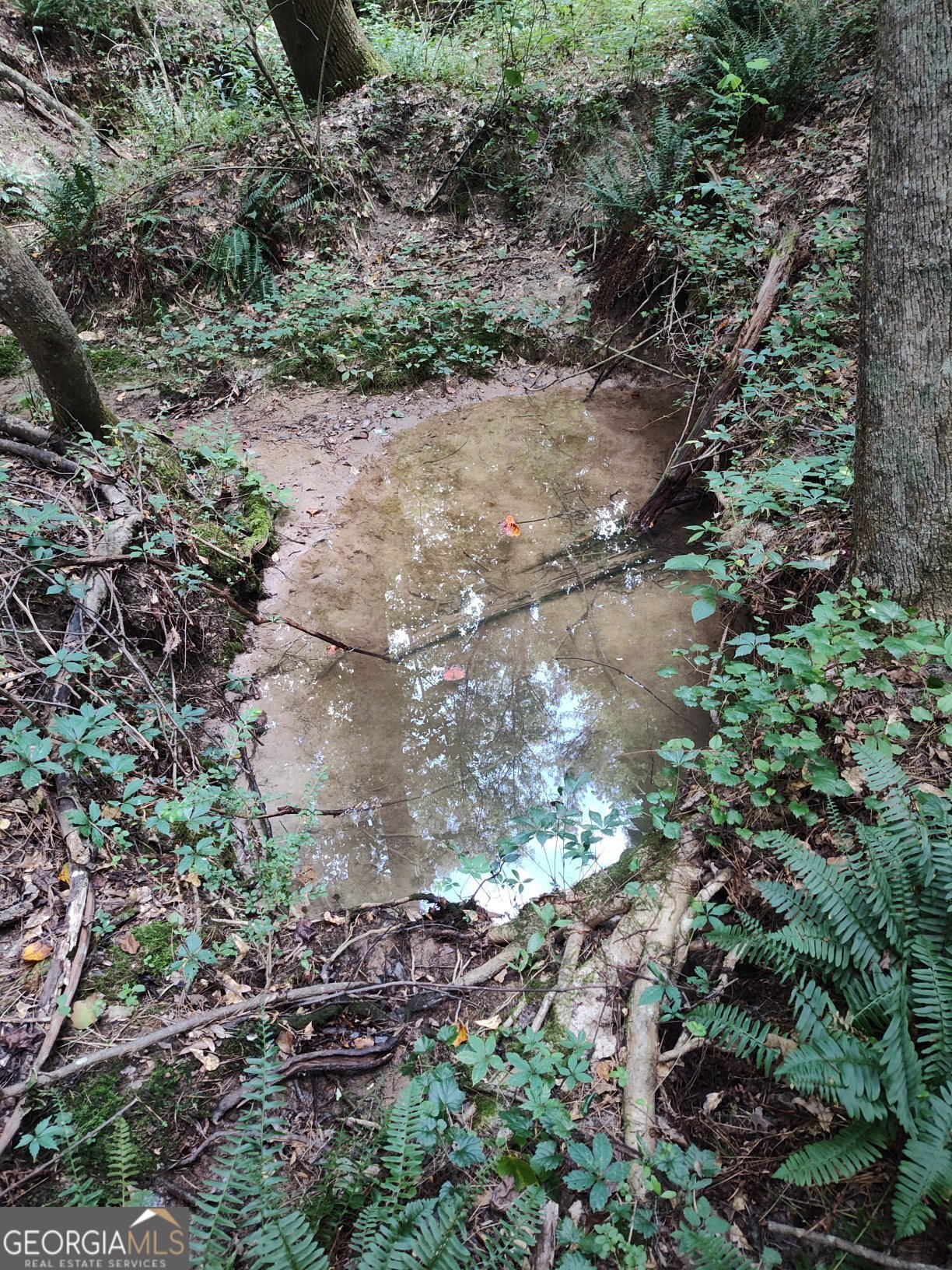 2211 Indian Hill Road Elberton, GA 30635 - Photo 14 of 23 a view of a forest that has a tree
