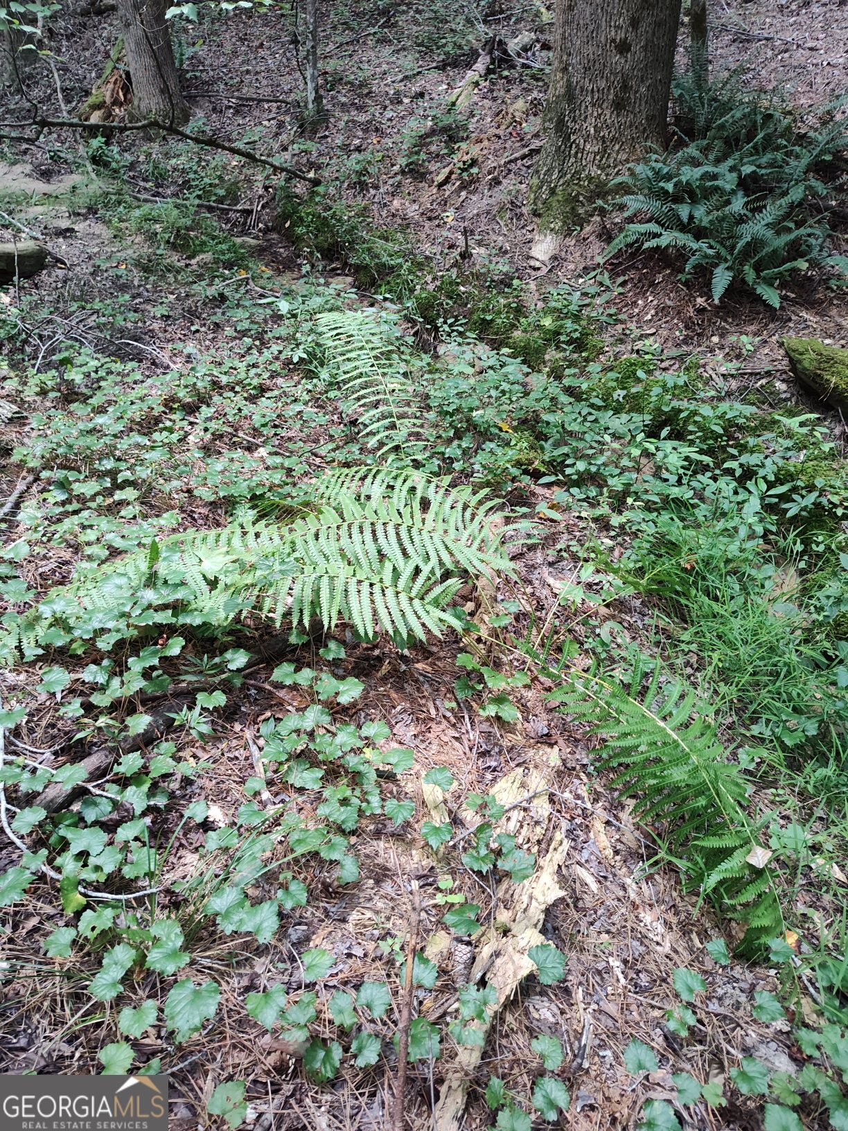 2211 Indian Hill Road Elberton, GA 30635 - Photo 16 of 23 a plant view in yard