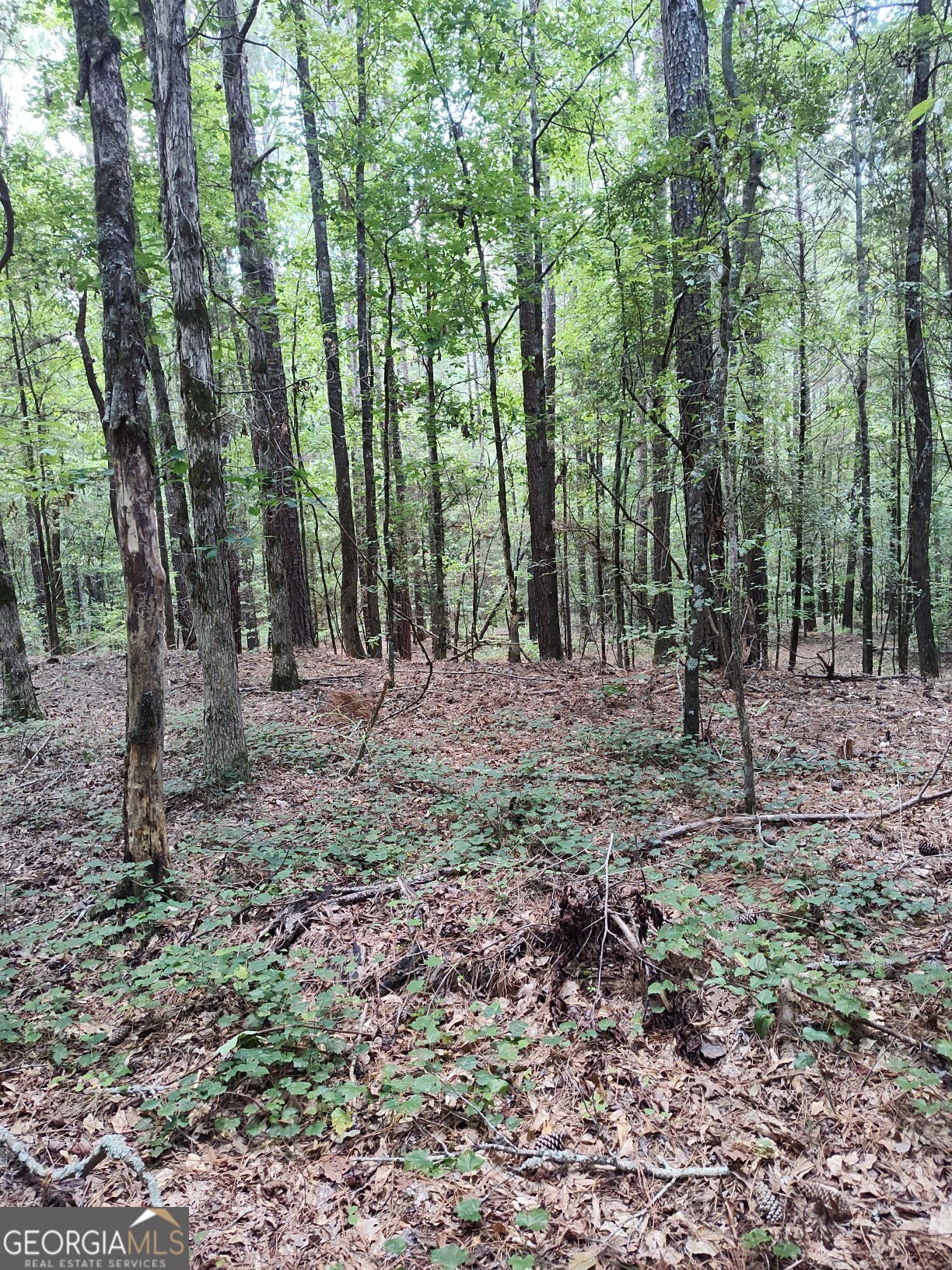 2211 Indian Hill Road Elberton, GA 30635 - Photo 18 of 23 a view of outdoor space with trees