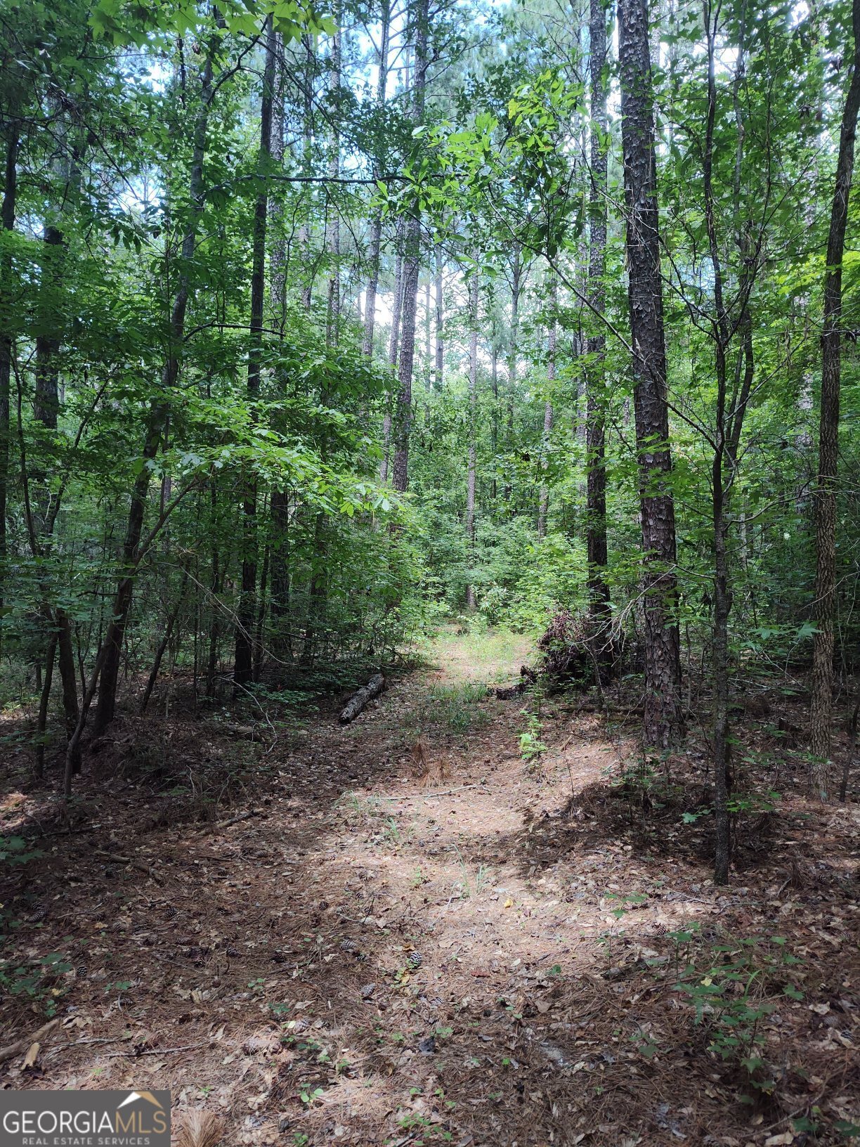 2211 Indian Hill Road Elberton, GA 30635 - Photo 19 of 23 a view of a forest with trees in the background