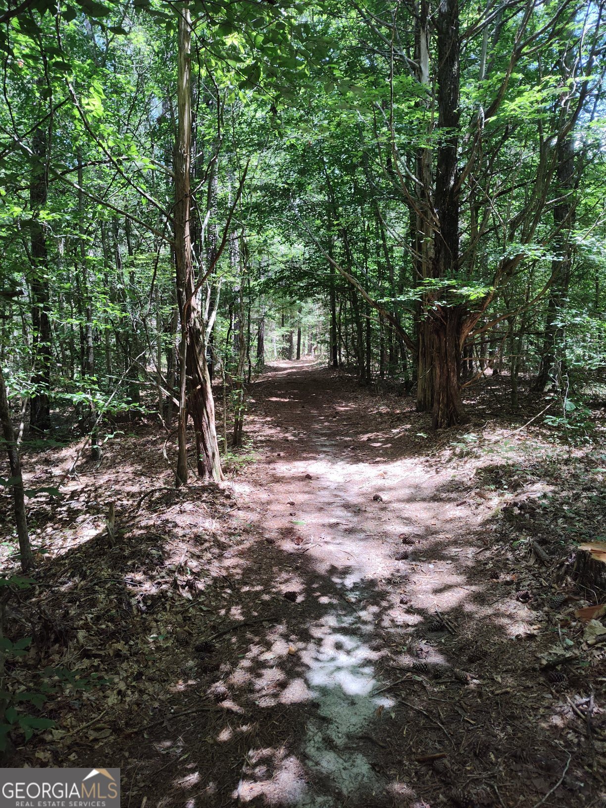 2211 Indian Hill Road Elberton, GA 30635 - Photo 21 of 23 a view of a yard with plants and large trees